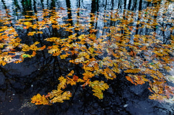 floating leaves